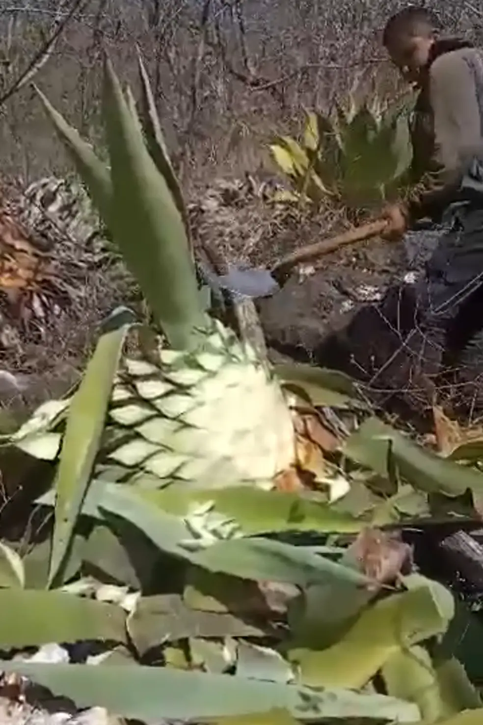 Jimado del Agave