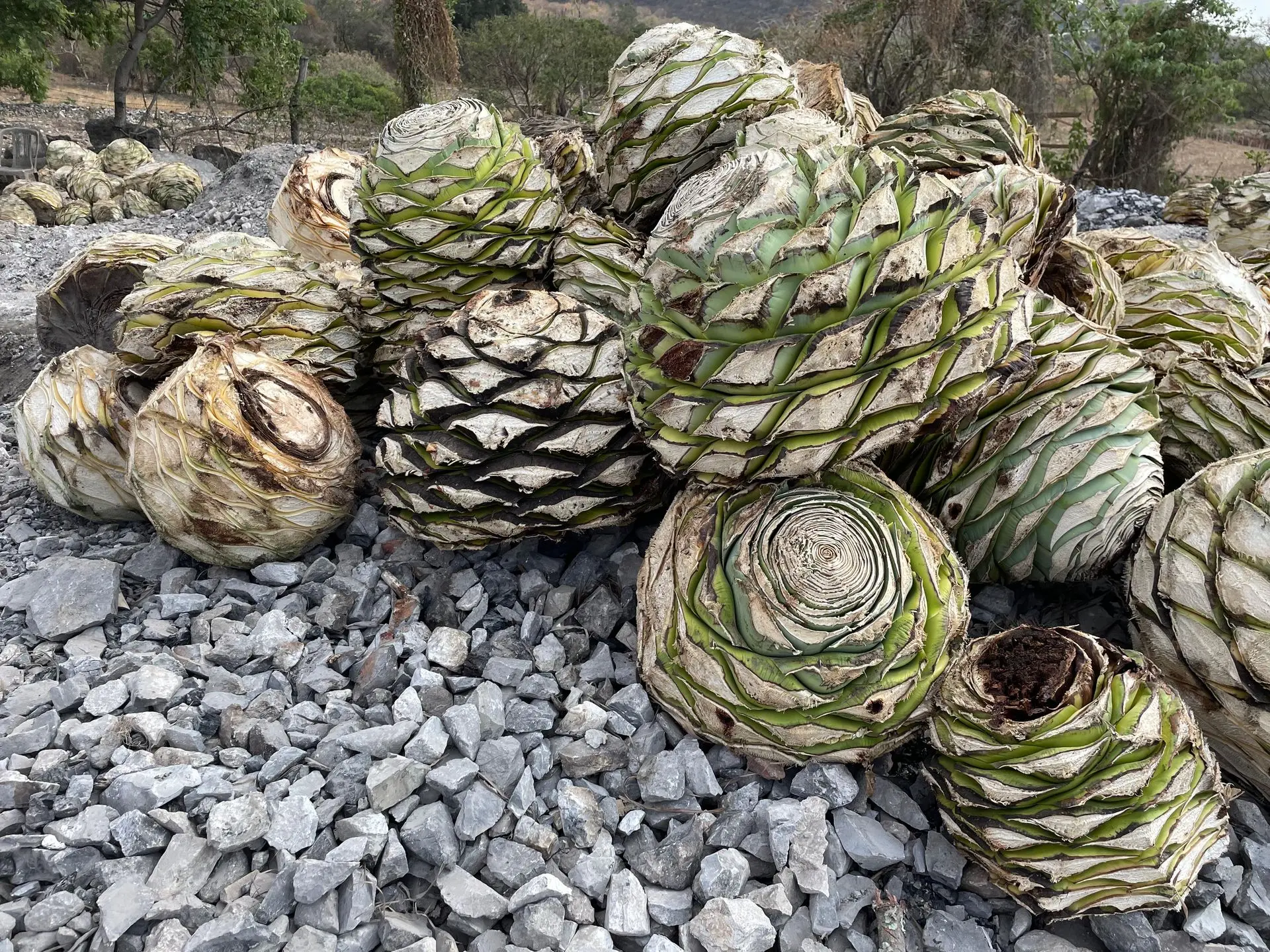 piñas listas para la cocción